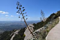 0599 Bus 1 - Montserrat