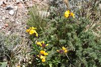 0602 Bus 1 - Montserrat