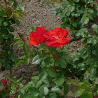 P1190646.,Cartagena (4)