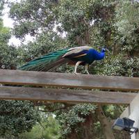 P1190646.,Cartagena (10)