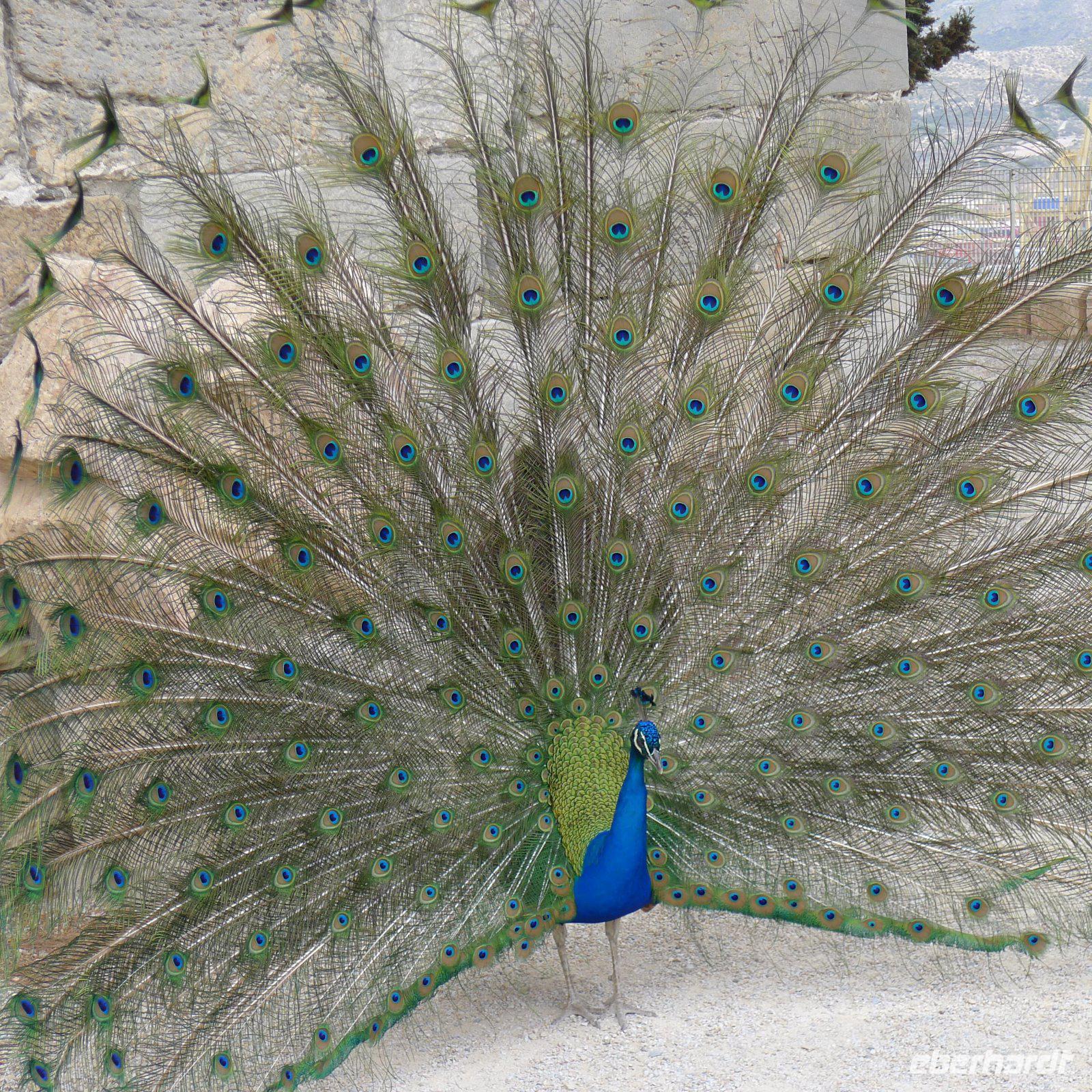 P1190646.,Cartagena (17)