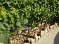 Weinreben im Weingut