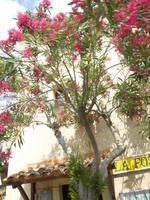 Impressionen von Korsika