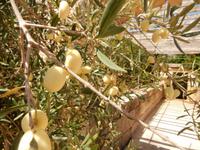 sehr seltene weiße Oliven