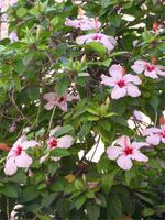 blühenden Hibiskus sieht man an vielen Ecken