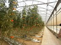 Bauernhof - Tomatenhalle