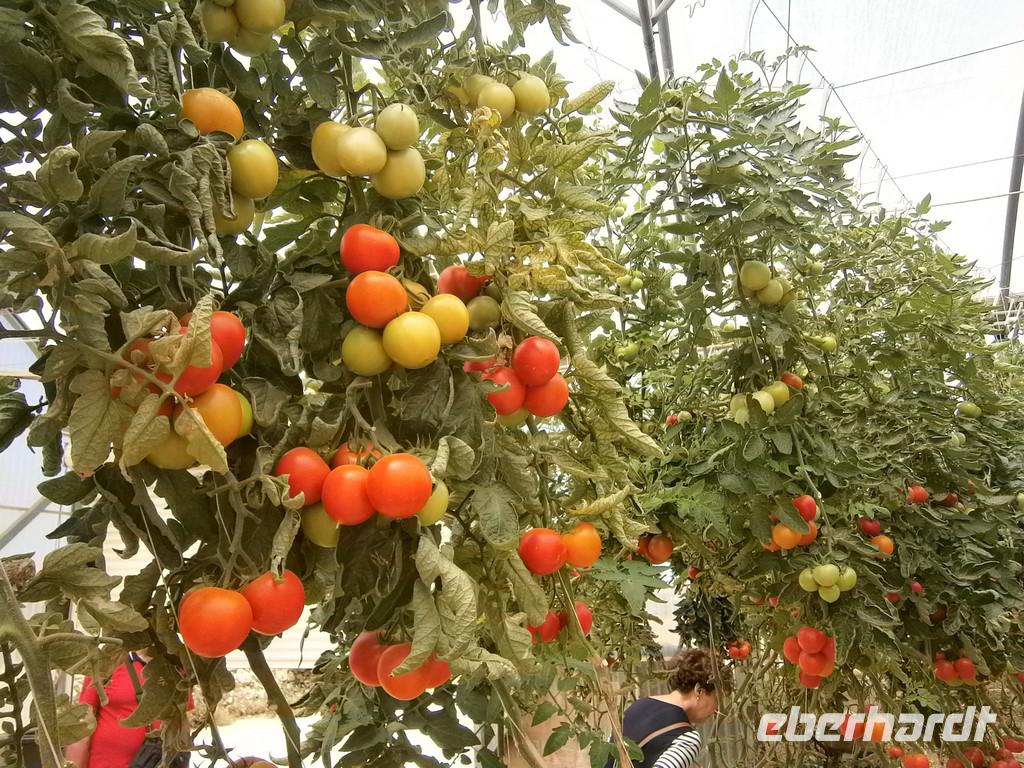 Tomatenbaum - 7 Meter