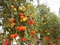 Tomatenbaum - 7 Meter