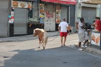 Spaziergang durch St. Julians