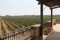 Meridiana Wine Estate (7)