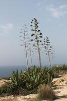 Agave