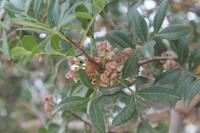 dort, wo der Pfeffer wächst