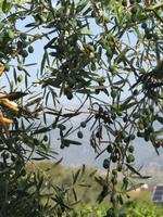 Mallorca - Inselrundfahrt - Besuch im Weingut Bodegas Angel in Santa Maria del Camí - Oliven