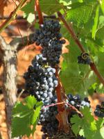 Mallorca - Inselrundfahrt - Besuch im Weingut Bodegas Angel in Santa Maria del Camí