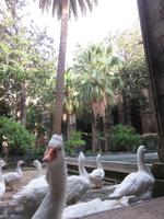 Barcelona - Stadtrundfahrt - Kathedrale - 13 Gänse im Kirchengarten erinnern an die heilige Eulàlia