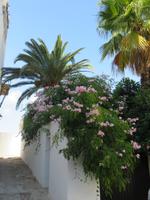 Ibiza - Spaziergang durch die Altstadt