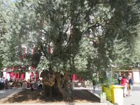 Palma de Mallorca -Spaziergang durch die Altstadt - 800jähriger Olivenbaum