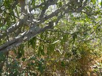 Johannesbrotkernbaum