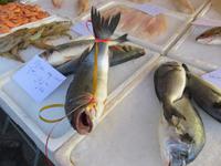 Nizza – Fischmarkt