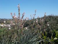 DSCN0143 Ewigkeitspflanze