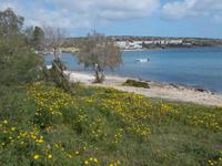 DSCN0182 Mellieha Bay