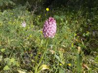 DSCN0196 Malta Orchide