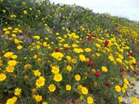 DSCN0233 Blütenbracht