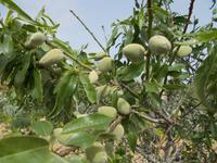 DSCN0361 Mandel Baum