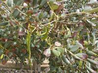 DSCN0363 Johannisbrot Baum