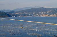 Muschelzucht bei La Spezia
