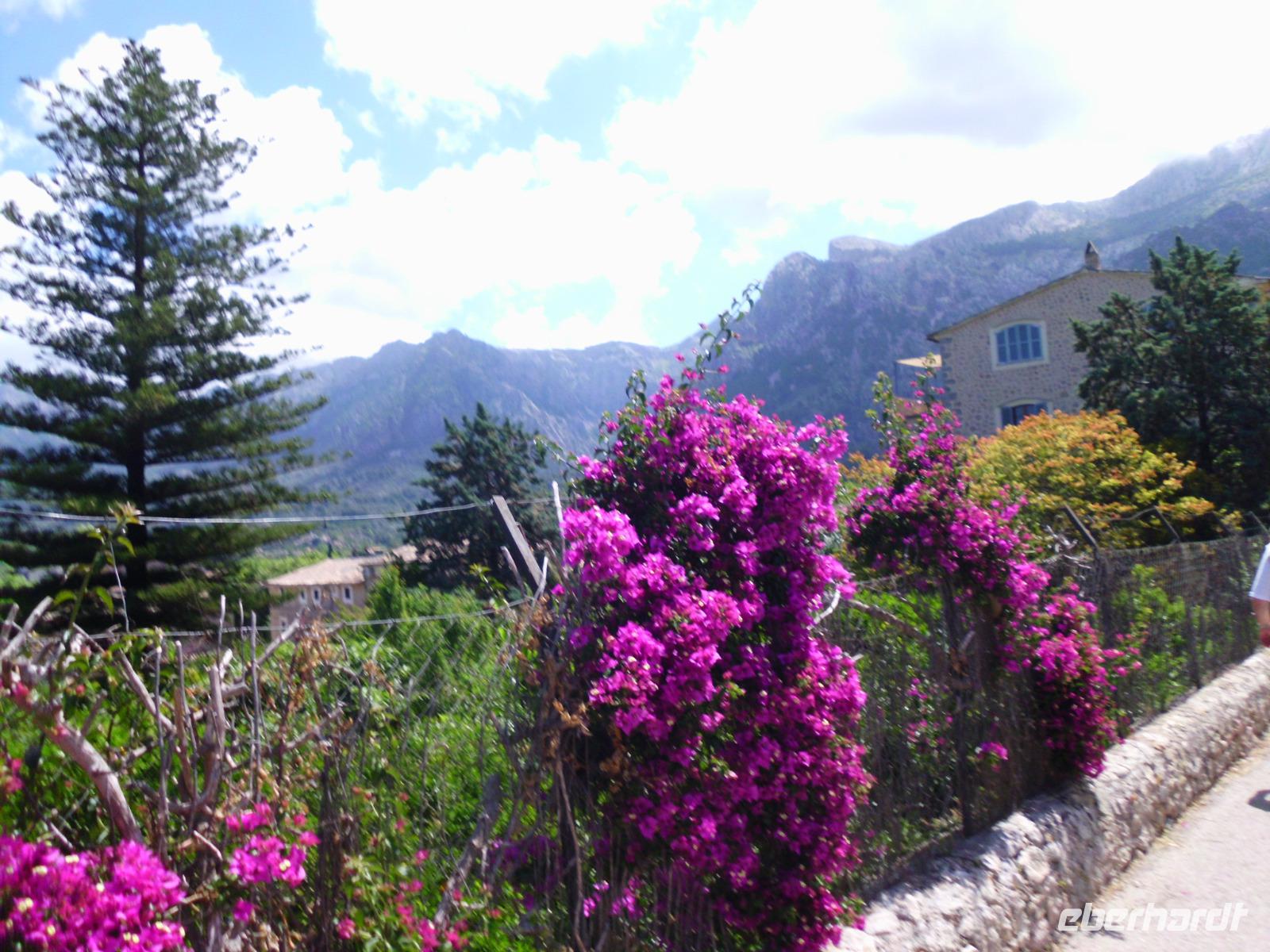 Bouganvillen in Soller