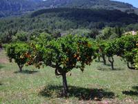 Fahrt von Soller nach Porto Soller