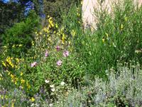 in der Prunelli Schlucht