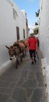 Rhodos - es gibt Maultiere, damit man bequemer zur Akropolis hinauf kommt 