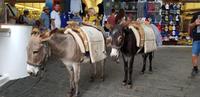 Rhodos - die Maultiere warten auf Gäste, die sie bis zur Akropolis von Lindos tragen können 