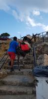 Rhodos -auch Maultiere müssen Treppen steigen
