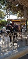 Malta - Pferdekutschen für eine rundfahrt durch Mdina