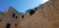 Malta - Mdina - hier wachsen Kapern an der Mauer