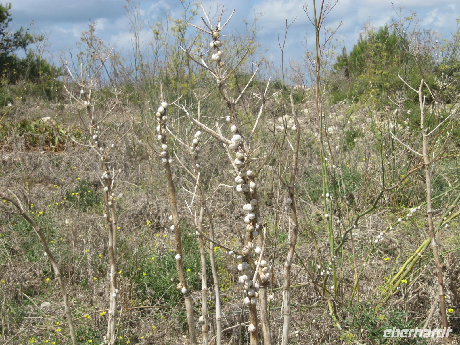 080_Wanderung von Victoria Lines zum Buskett Garden