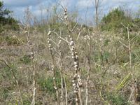 080_Wanderung von Victoria Lines zum Buskett Garden