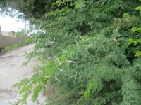 081_Wanderung von Victoria Lines zum Buskett Garden