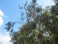 087_Eukalyptus