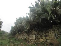 101_Wanderung nach Mdina