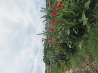 104_Wanderung nach Mdina