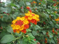 107_Wanderung nach Mdina