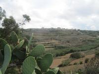 136_Wanderung von Mtahleb nach Bahrija