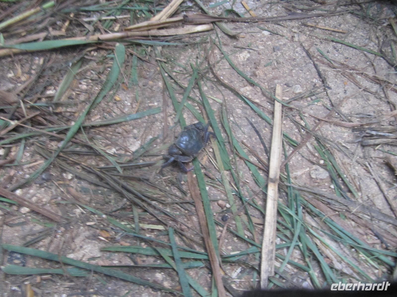 139_Wanderung von Mtahleb nach Bahrija_seltener Süßwasserkrebs