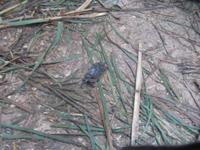 139_Wanderung von Mtahleb nach Bahrija_seltener Süßwasserkrebs