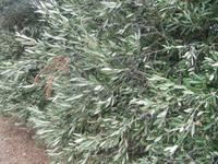 145_Wanderung von Bahrija nach Mgarr_Olivenhain