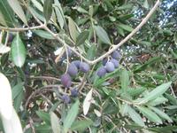 146_Wanderung von Bahrija nach Mgarr